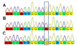 الشكل (5). المخطط الاستشرابي Chromatogram لتسلسل الـ DNA في منطقة الـ SNP المدروس لجين VKORC1 يوضح الأنماط الجينية المختلفة. A مثال يوضح النّمط الشّائع GG، B يمثل النّمط االطّافر AA، C يمثل النّمط متخالف الزيجوت GA